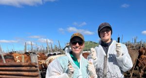 More than One Million Cattle Vaccinated against FMD