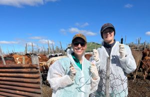 More than One Million Cattle Vaccinated against FMD